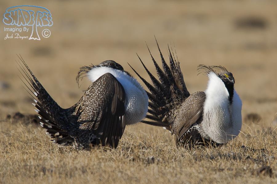 Greater Sage Grouse - Centrocercus urophasianus