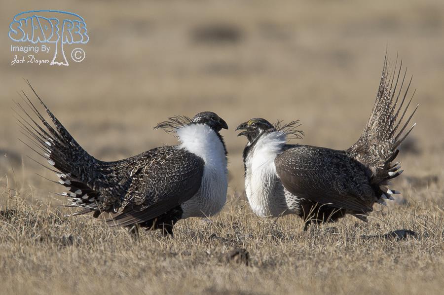 Greater Sage Grouse - Centrocercus urophasianus