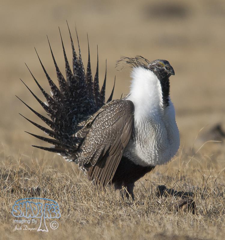 Greater Sage Grouse - Centrocercus urophasianus