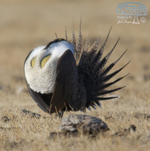 Endangered Greater Sage Grouse