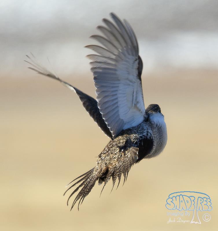 Greater Sage Grouse - Centrocercus urophasianus