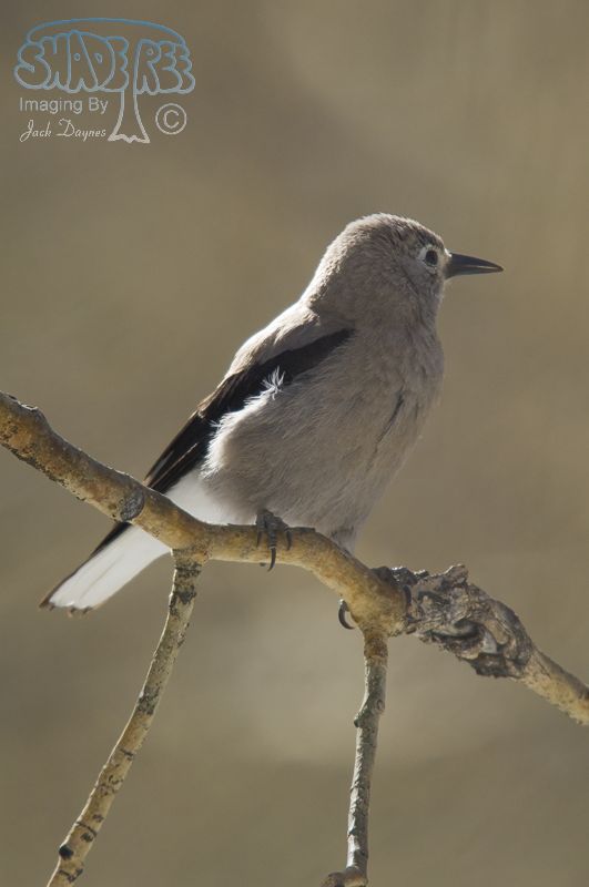 Clark's Nutcracker - Nucifraga columbiana