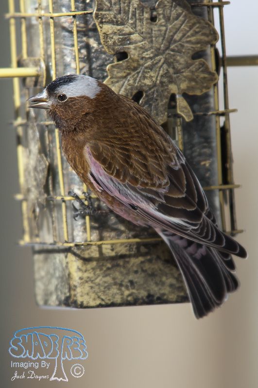 Gray-Crowned Rosy-Finch - Leucosticte tephrocotis