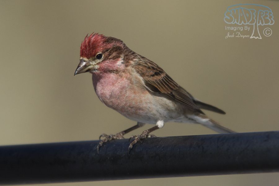 Cassin's Finch - Haemorhous cassinii