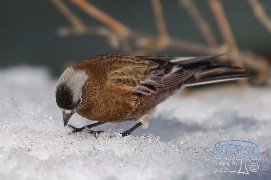 Gray-Crowned Rosy-Finch - Leucosticte tephrocotis