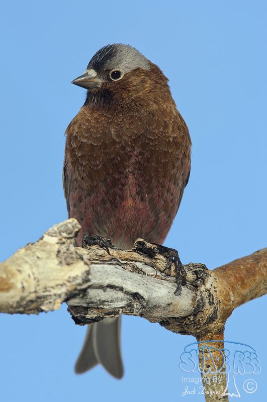 Gray-Crowned Rosy-Finch - Leucosticte tephrocotis