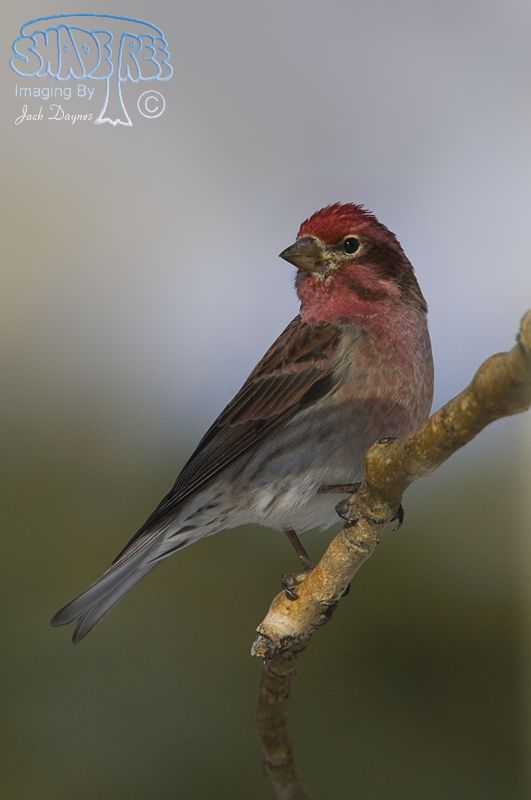 Cassin's Finch - Haemorhous cassinii