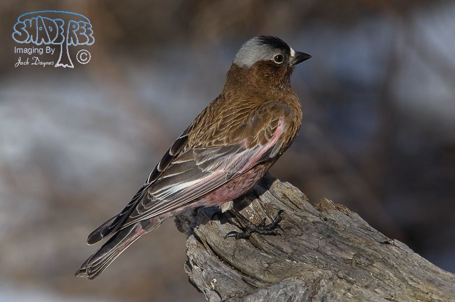Gray-Crowned Rosy-Finch - Leucosticte tephrocotis