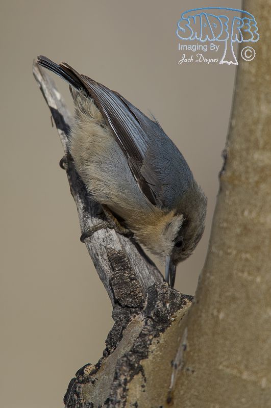 Pygmy Nuthatch - Sitta pygmaea