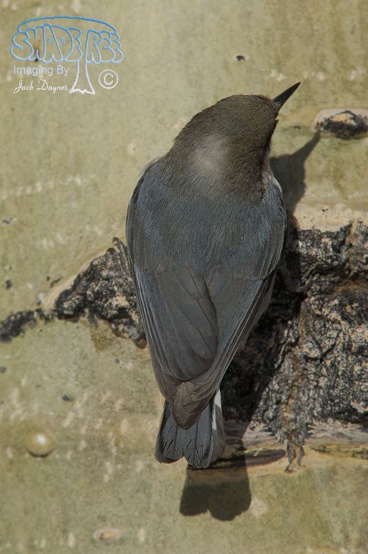 Pygmy Nuthatch - Sitta pygmaea