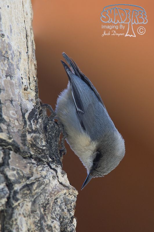 Pygmy Nuthatch - Sitta pygmaea