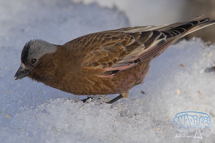 Gray-Crowned Rosy-Finch - Leucosticte tephrocotis