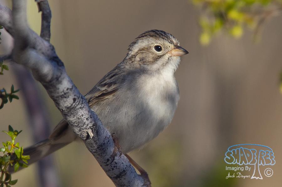 Brewer's Sparrow - Spizella breweri