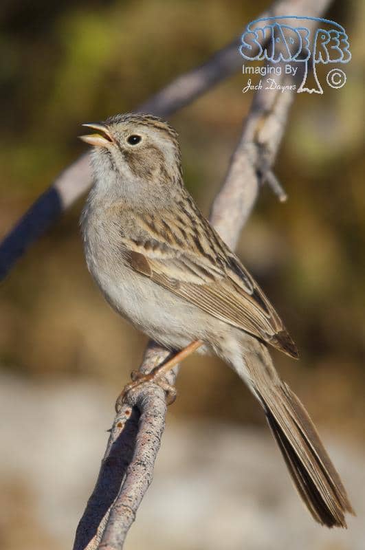 Brewer's Sparrow - Spizella breweri