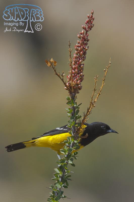 Scott's Oriole - Icterus parisorum
