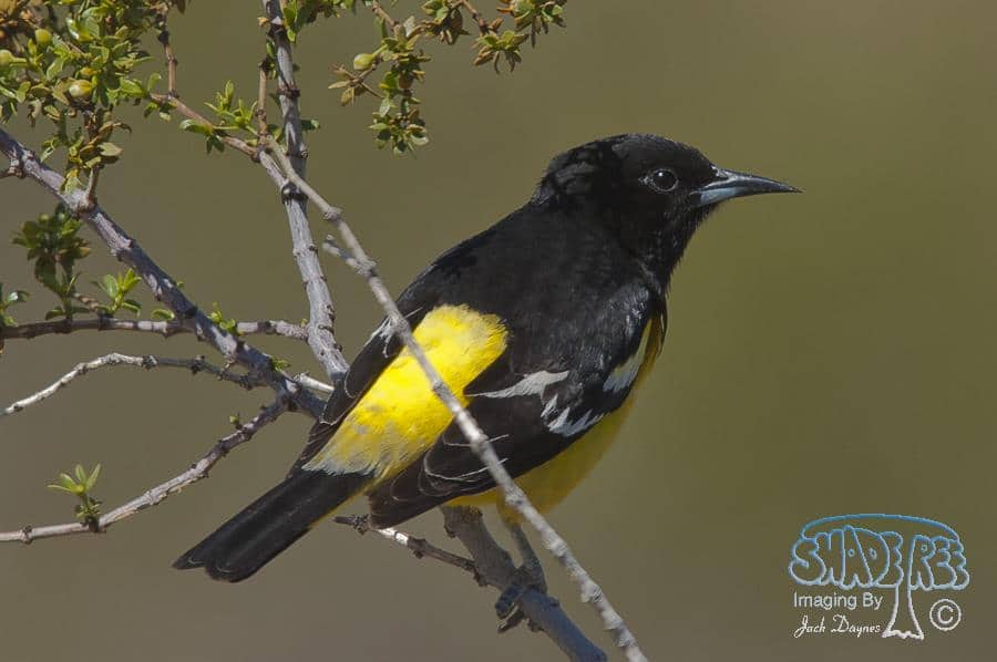 Scott's Oriole - Icterus parisorum