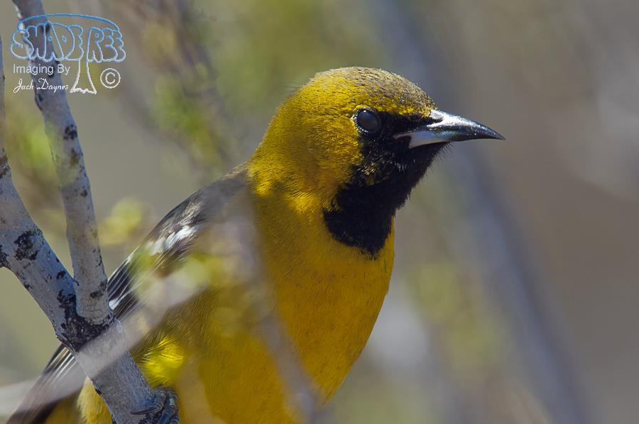 Hooded Oriole - Icterus cucullatus