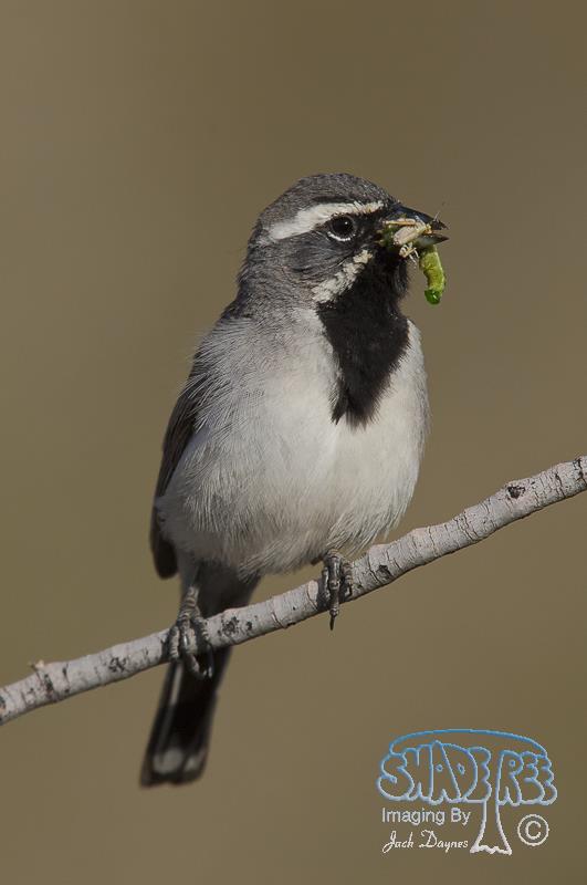 Black-throated Sparrow - Amphispiza bilineata