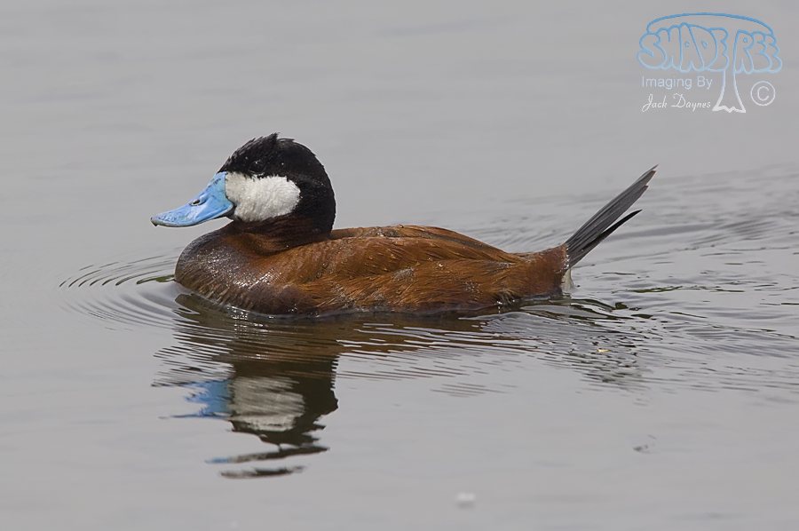 Ruddy Duck - Oxyura jamaicensis