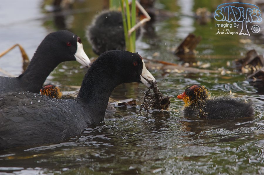 American Coot - Fulica americana