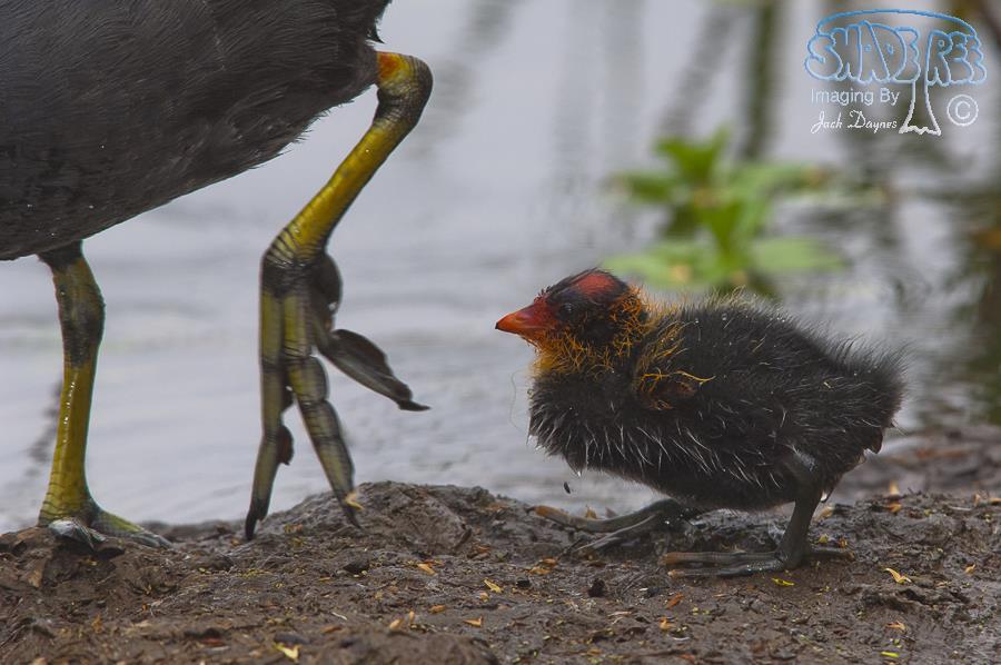 American Coot - Fulica americana