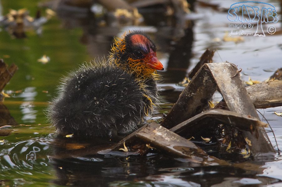 American Coot - Fulica americana
