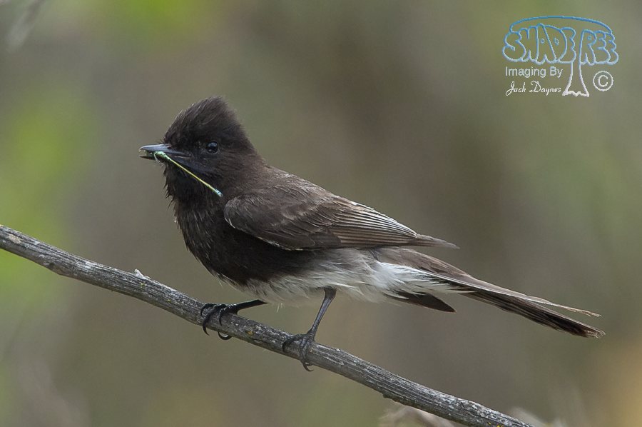 Black Phoebe - Sayornis nigricans