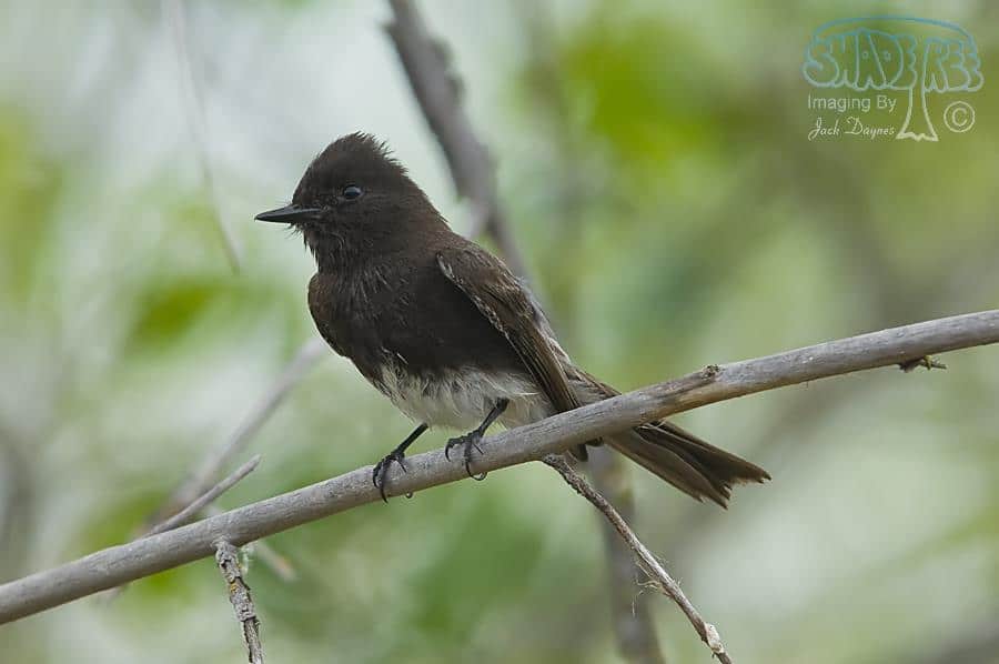 Black Phoebe - Sayornis nigricans