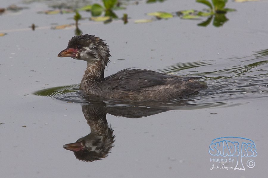 Pied-Billed Grebe - Podilymbus podiceps