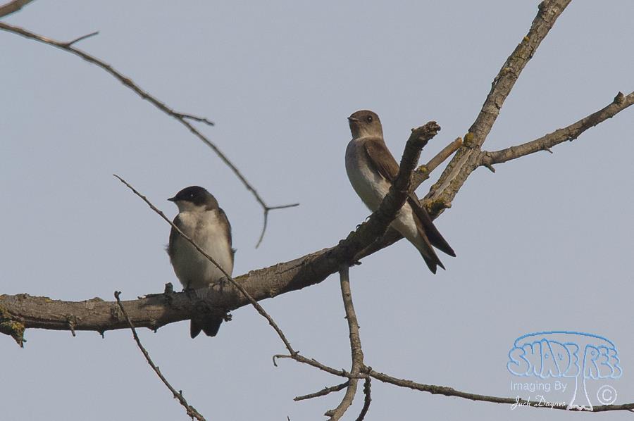 Northern Rough-Winged Swallow - Stelgidopteryx serripennis