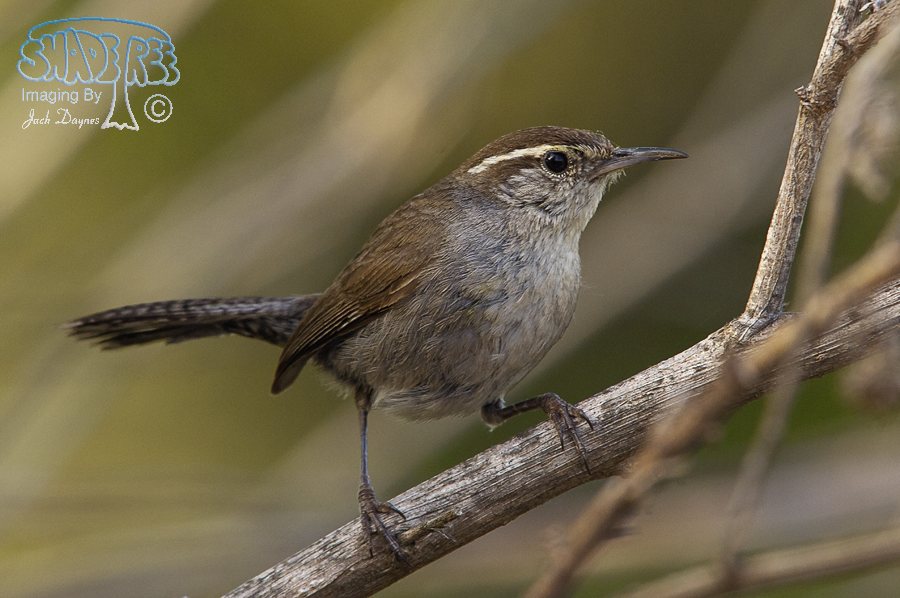 Bewick's Wren - Thryomanes bewickii