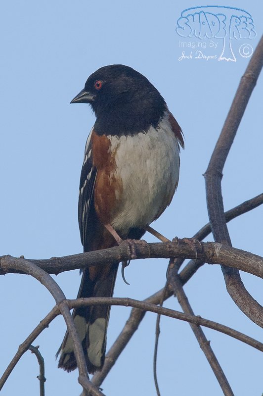 Spotted Towhee - Pipilo maculatus