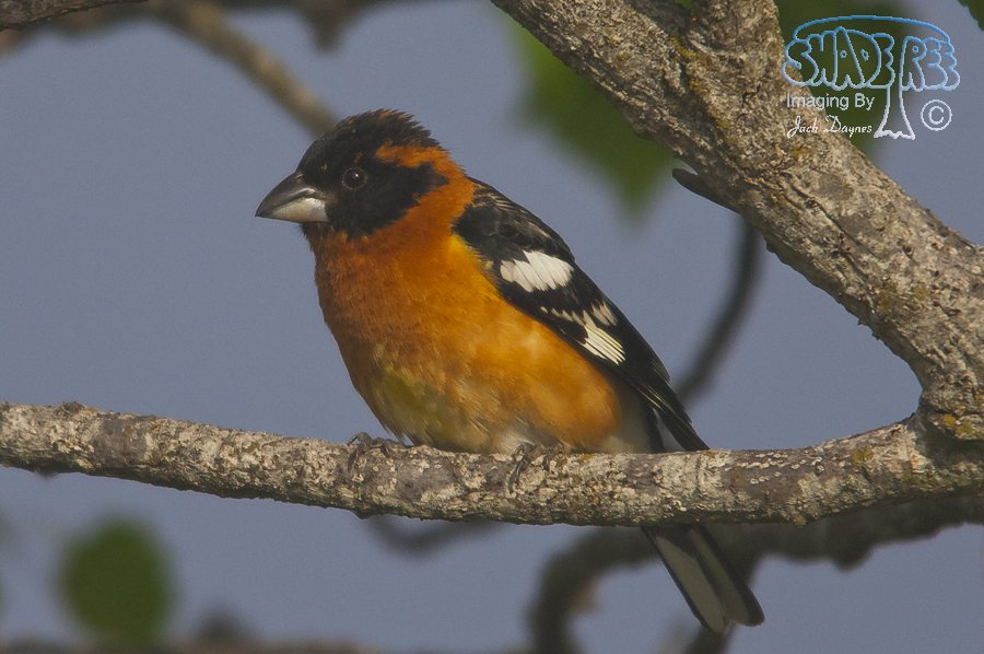Black-Headed Grosbeak - Pheucticus melanocephalus
