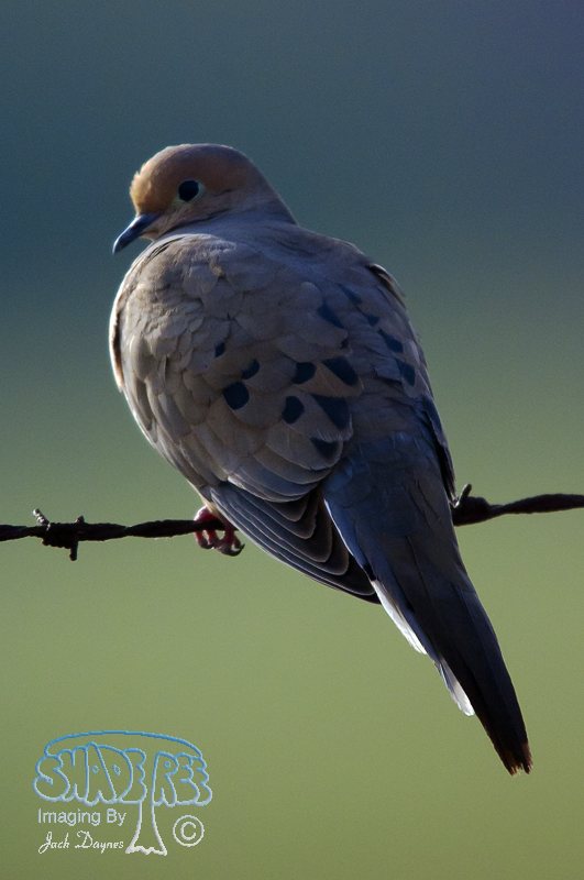 Mourning Dove - Zenaida macroura