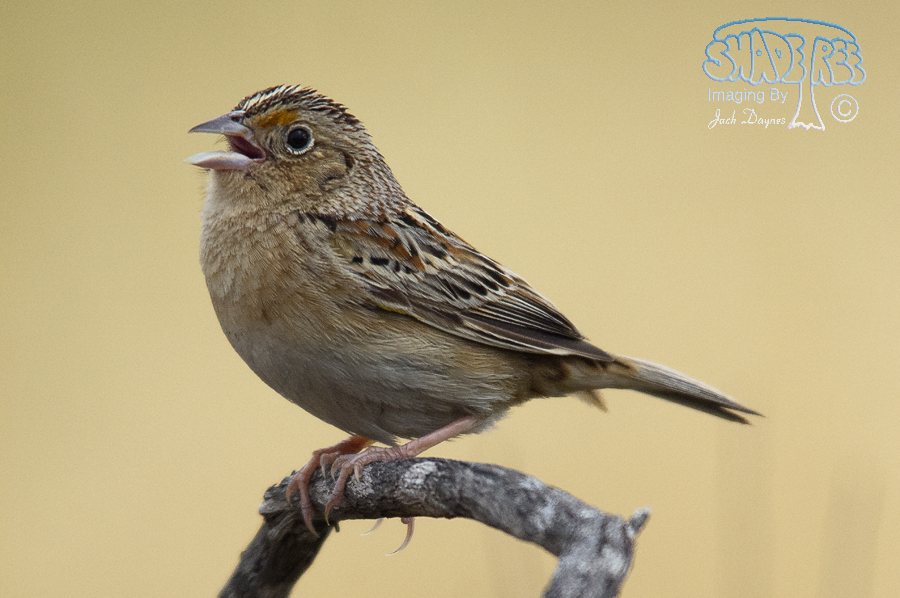Grasshopper Sparrow - Ammodramus savannarum