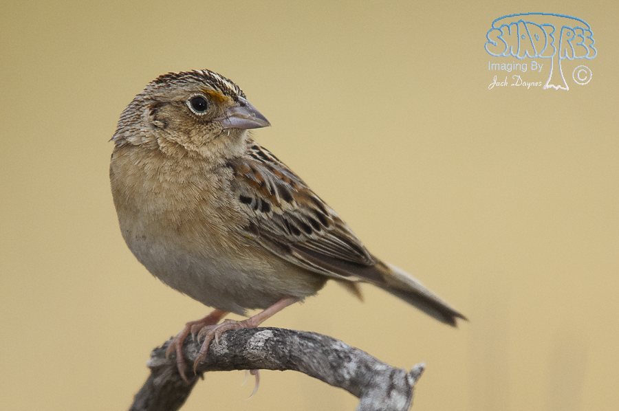 Grasshopper Sparrow - Ammodramus savannarum
