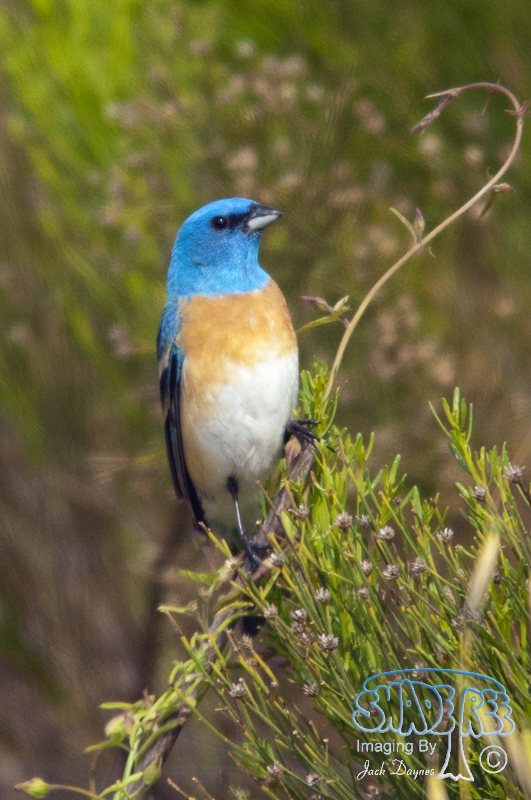 Lazuli Bunting - Passerina amoena