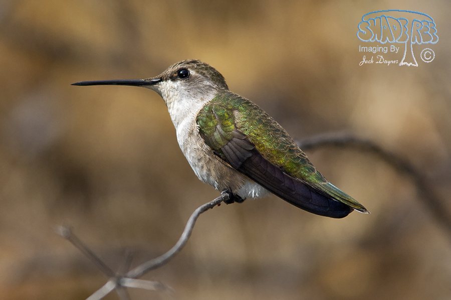 Black-Chinned Hummingbird - Archilochus alexandri