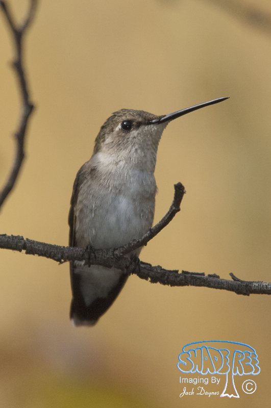 Black-Chinned Hummingbird - Archilochus alexandri