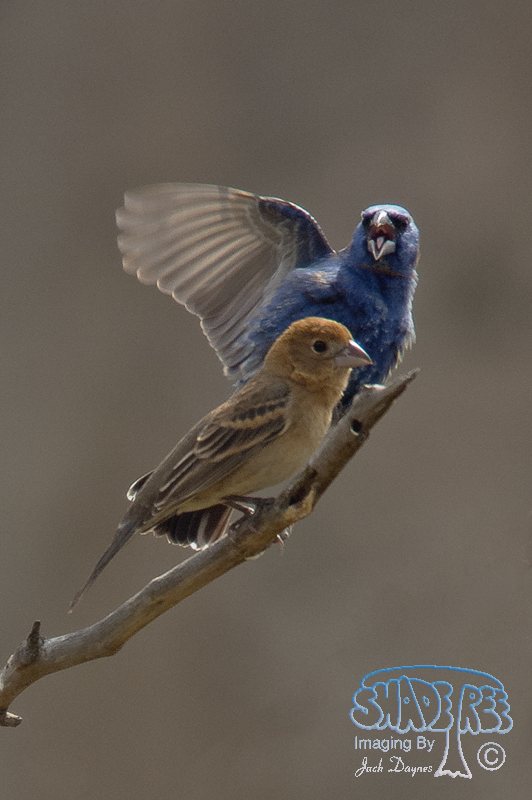 Blue Grosbeak - Passerina caerulea