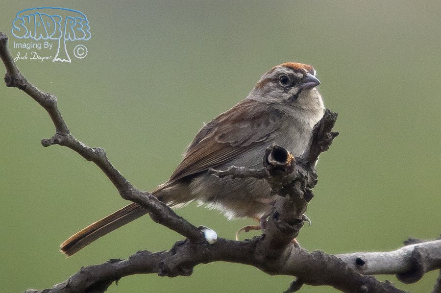 Rufous-Crowned Sparrow - Aimophila ruficeps