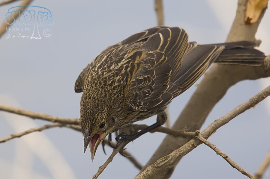 Red-Winged Blackbird - Agelaius phoeniceus