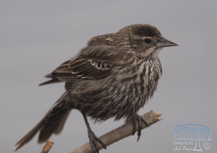 Red-Winged Blackbird - Agelaius phoeniceus