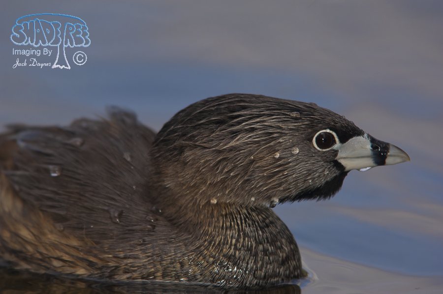 Pied-Billed Grebe - Podilymbus podiceps