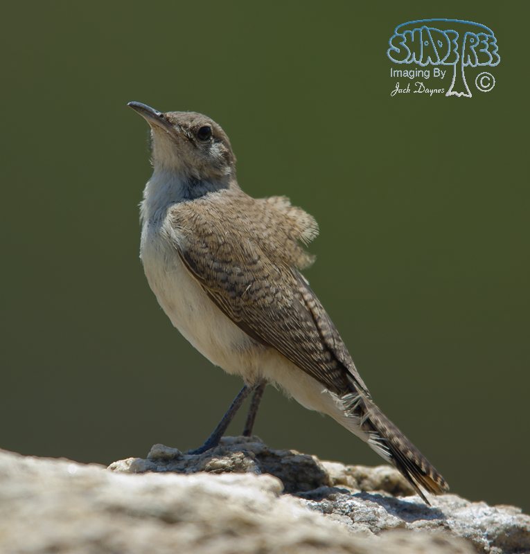 Rock Wren - Salpinctes obsoletus