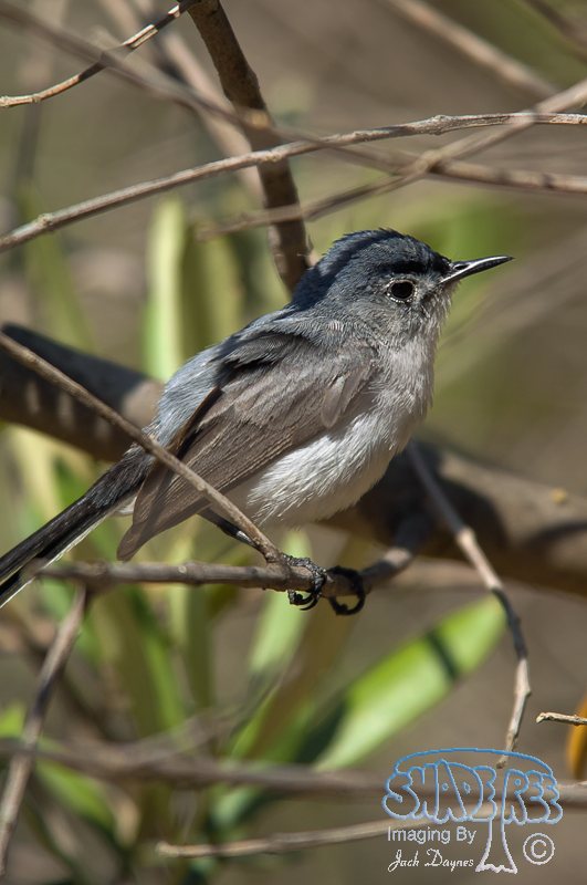 Blue-Gray Gnatcatcher - Polioptila caerulea