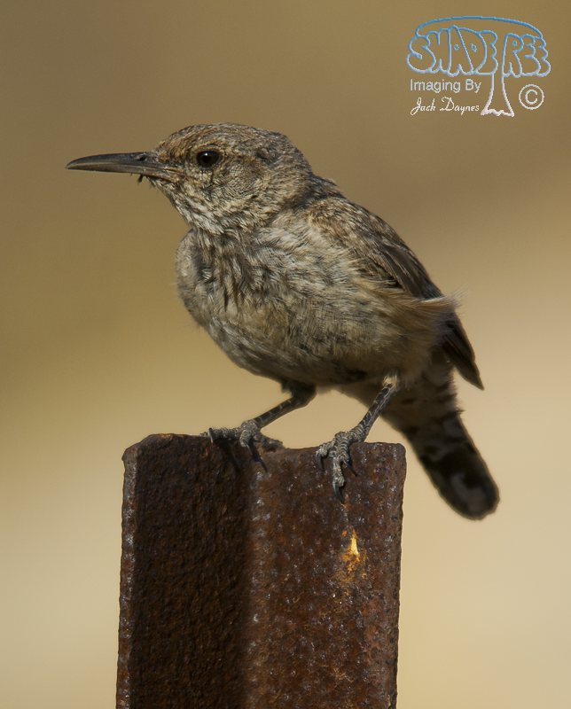 Rock Wren - Salpinctes obsoletus