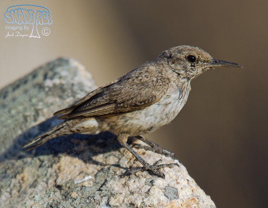 Rock Wren - Salpinctes obsoletus