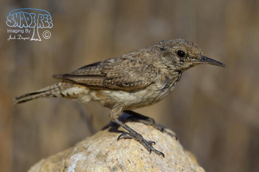 Rock Wren - Salpinctes obsoletus