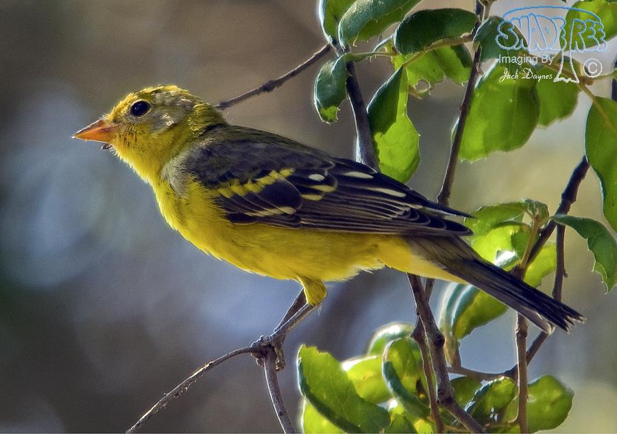 Western Tanager - Piranga ludoviciana